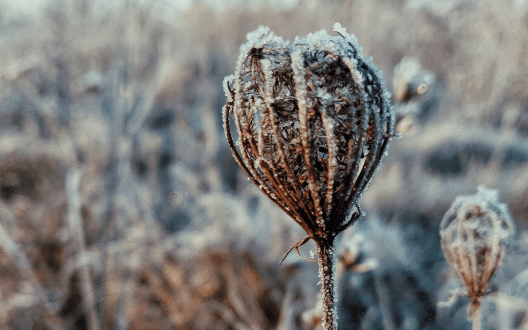 Welcome Winter