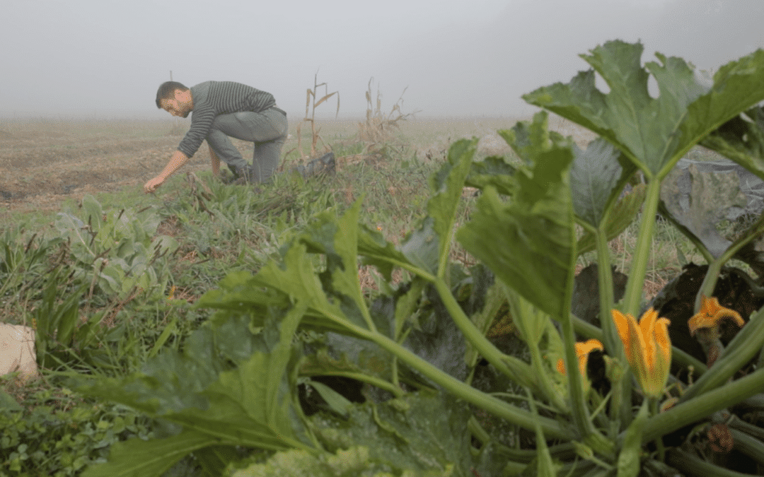 Vivre en harmonie : la quête de la permaculture