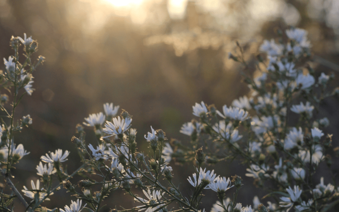 Welcome Spring – Part 1