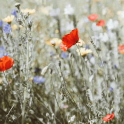 Welcome Spring  – Part 2