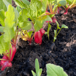 The beauty of growing plants