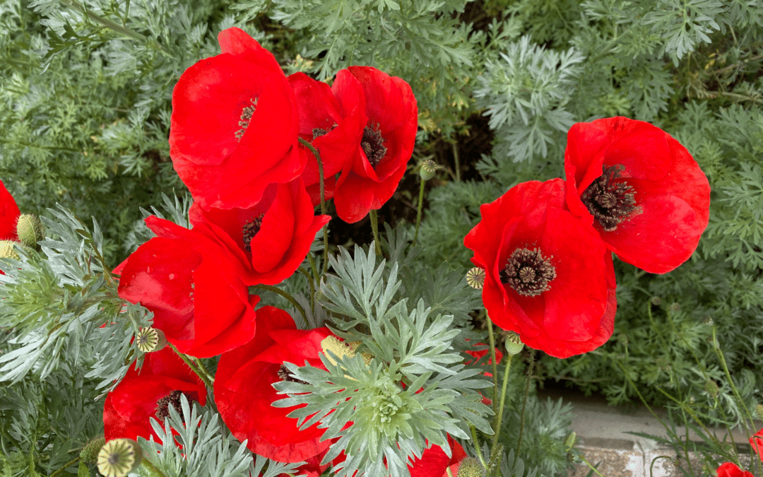 Ce que les fleurs nous apprennent #1 : Le coquelicot