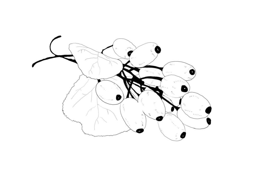 La berbérine, poudre, prise, étude, réguler