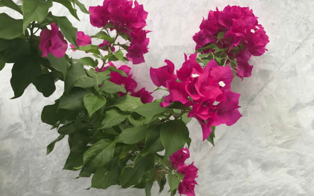 Ce que les fleurs nous apprennent #2 : Le Bougainvillier