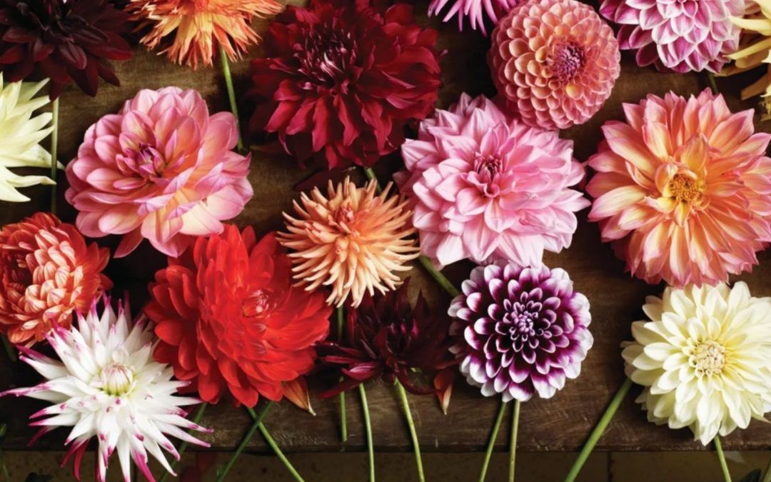 Ce que les fleurs nous apprennent #3 : Le Dahlia