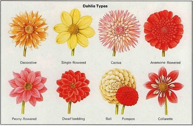 Dahlia types