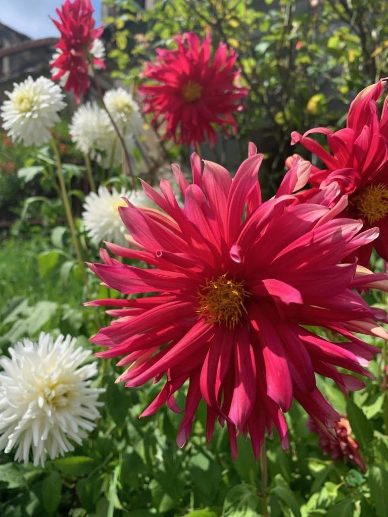 Dahlia, garden, pink dahlia, white dahlia