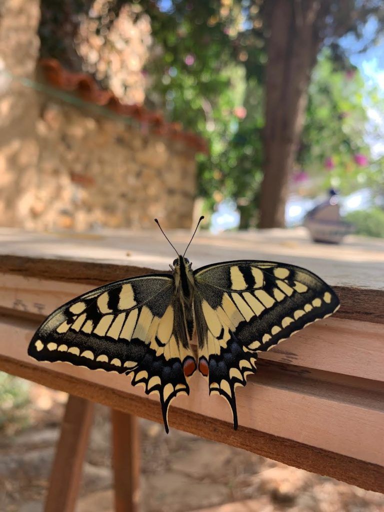 Butterfly