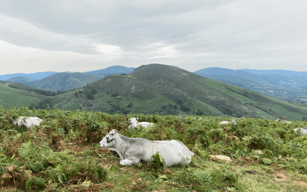 5 Façons de : Se connecter au royaume animal et à ses messages