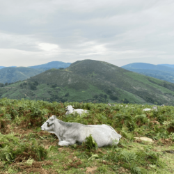5 Ways Series: Connecting to the Animal Kingdom and Its Messages