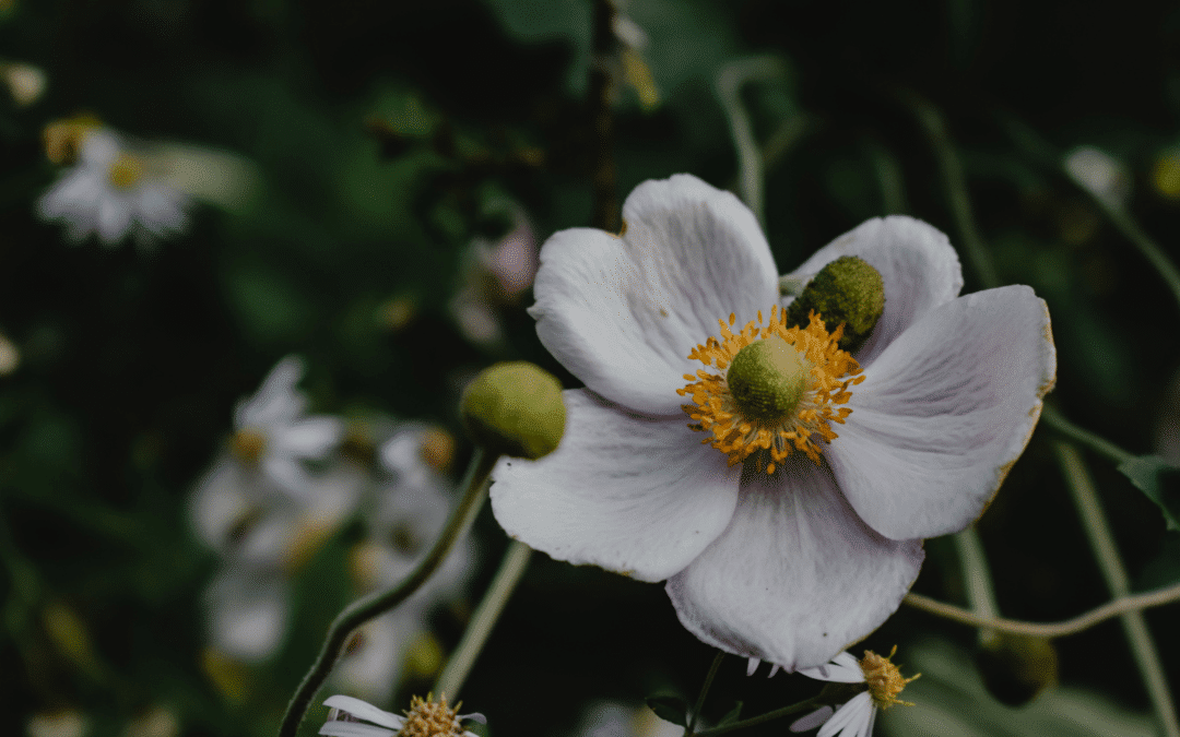 Lessons from Flowers #4: The Anemone