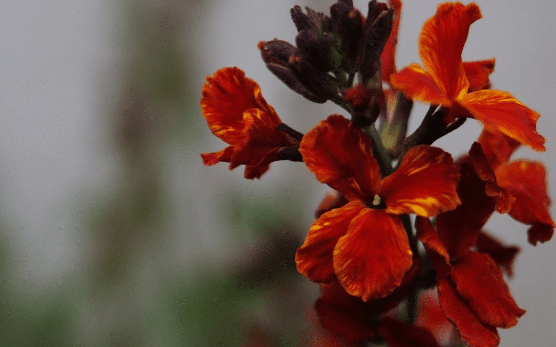 Ce que les fleurs nous apprennent #5 : la Giroflée