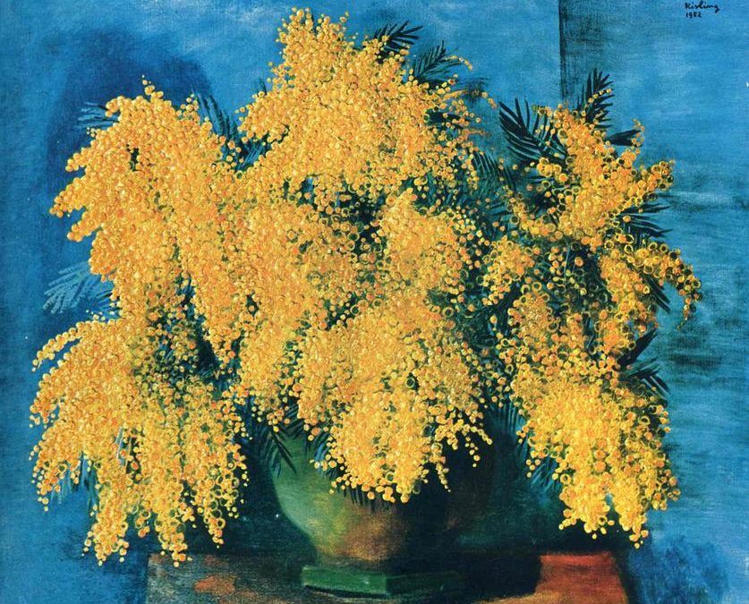 Ce que les fleurs nous apprennent #6 : Le Mimosa
