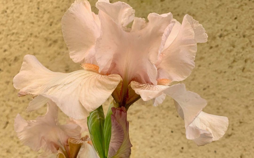 Lessons from Flowers #7: The Iris