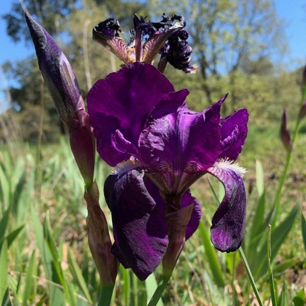 Lessons from Flowers #7: The Iris