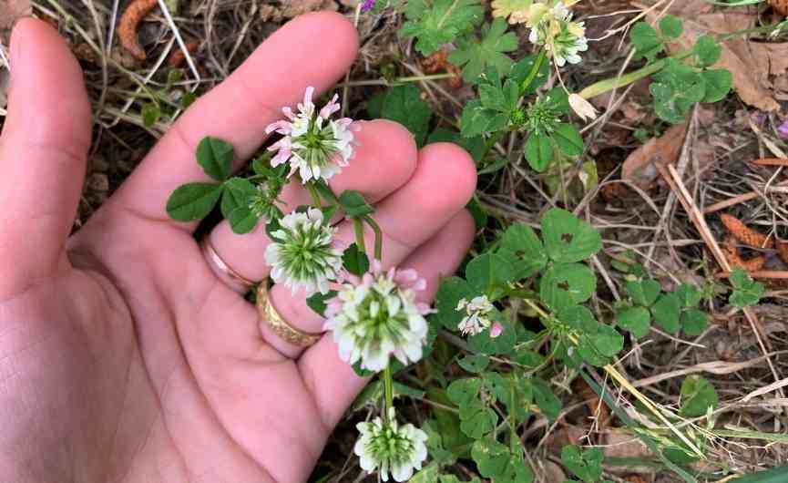 Lessons from Flowers #8: The Clover