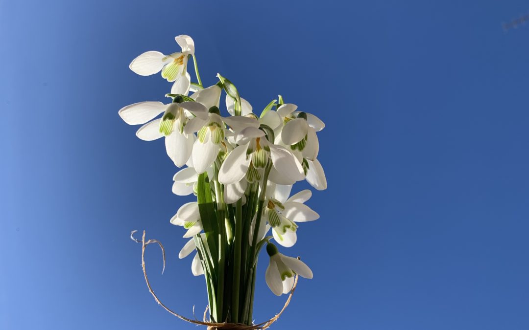 Lessons from Flowers: Learning the Way of the Flower; The Snowdrop
