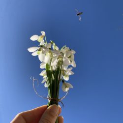 Lessons from Flowers: Learning the Way of the Flower; The Snowdrop