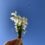 Lessons from Flowers: Learning the Way of the Flower; The Snowdrop